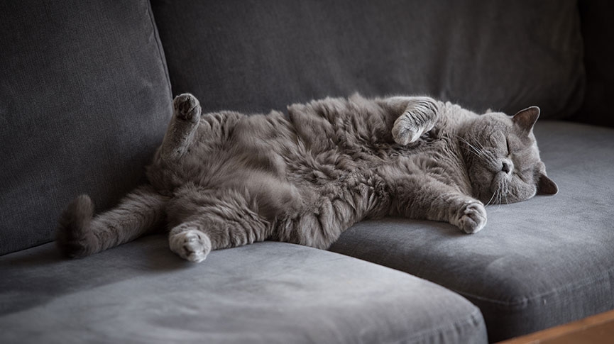 英國短毛貓-英短為何容易胖-個性-遺傳病及飼養心得